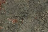 Silurian Fossil Crinoid (Scyphocrinites) Plate - Morocco #255720-1